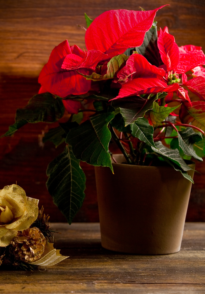 Flor de nochebuena, tradicion navideña milenaria