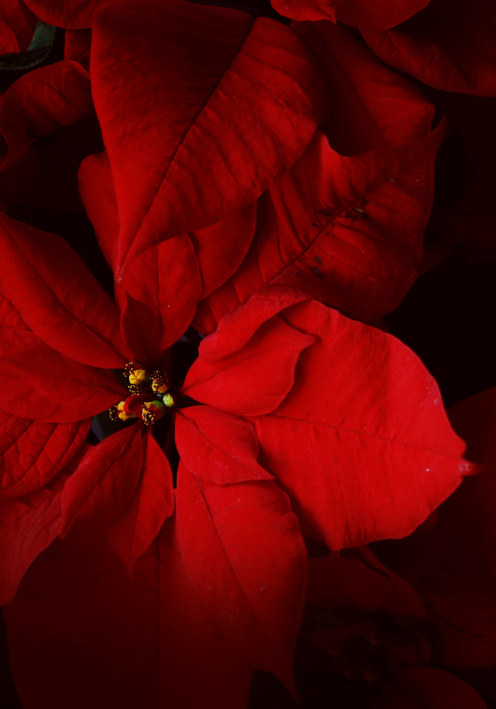 Flor de nochebuena, Atlixco de las flores una tradición navideña